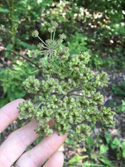 Angelica triquinata