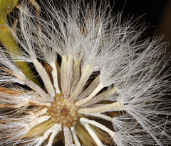 Senecio flaccidus monoensis