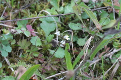 Euphrasia officinalis