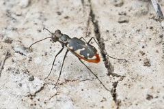 Cicindela schauppii