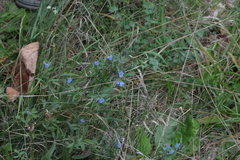 Cynoglossum amabile