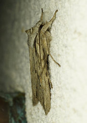 Lithophane leautieri