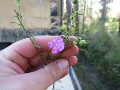 Agalinis georgiana