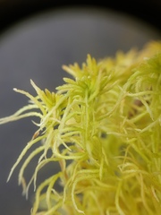 Sphagnum girgensohnii