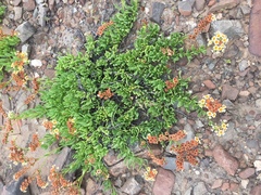 Heliotropium