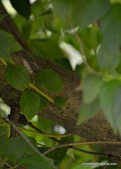 Nyctanthes arbor-tristis