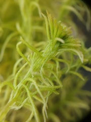 Sphagnum girgensohnii