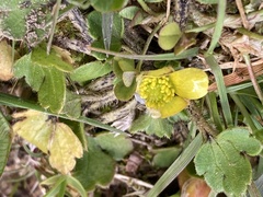 Ranunculus foliosus