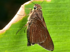 Asbolis capucinus