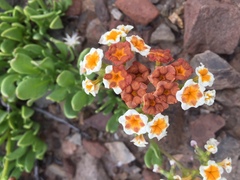 Heliotropium