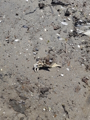 Otariidae