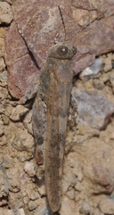 Sphingonotus
