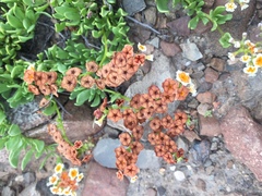 Heliotropium