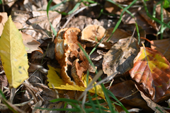 Neoantrodia serialis