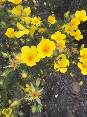 Balbisia peduncularis