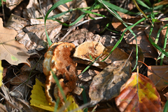 Neoantrodia serialis