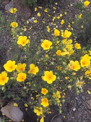 Balbisia peduncularis