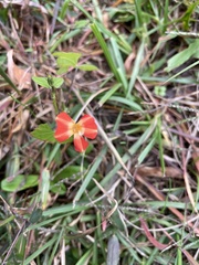 Ipomoea coccinea