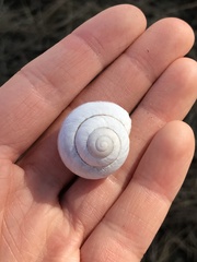 Cepaea nemoralis