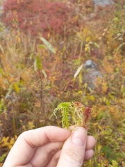 Sphagnum girgensohnii