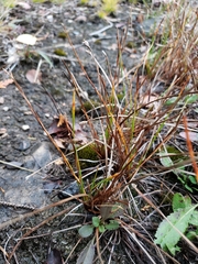 Eleocharis compressa