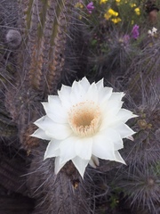 Trichocereus deserticola