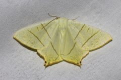 Ourapteryx sambucaria