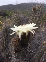 Trichocereus deserticola
