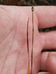 Eleocharis compressa