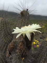 Trichocereus deserticola