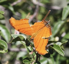 Marpesia petreus