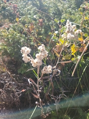 Anaphalis margaritacea