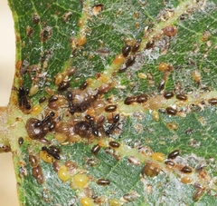 Eriococcus