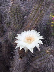 Trichocereus deserticola