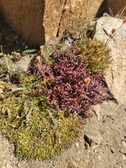 Geum