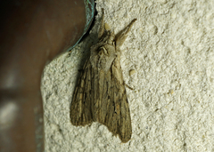 Lithophane leautieri