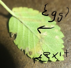 Stigmella multispicata