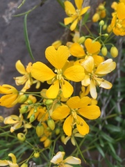 Senna cumingii