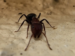Camponotus planatus