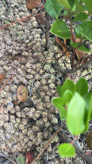 Sphagnum magellanicum