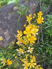 Senna cumingii
