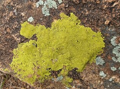 Acarosporaceae