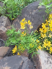 Senna cumingii