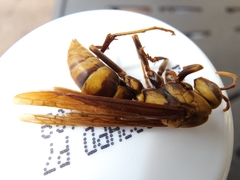Polistes major major