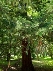 Sequoia