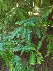 Sequoia