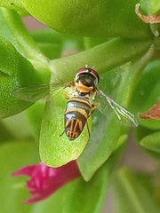 Allograpta