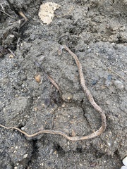 Masticophis flagellum piceus