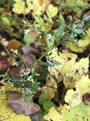 Symphyotrichum lateriflorum