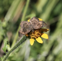 Bolla clytius